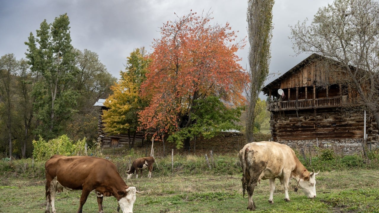 Foto - "Sakin şehir" sonbaharda bir başka güzel