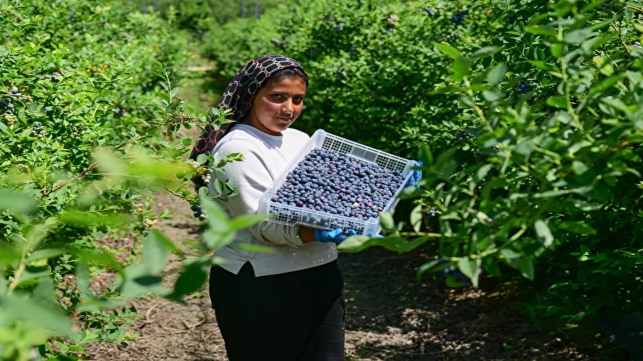 Foto - Saksıda hasat eden paraya para demiyor: Almanlar ve İngilizler sıraya girdi: Türkiye’den almak için yarışıyorlar