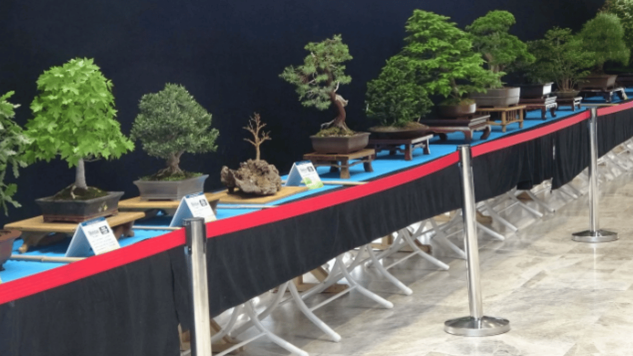 Foto - Saksıda yetişiyor, fiyatıyla şaşkına çeviriyor