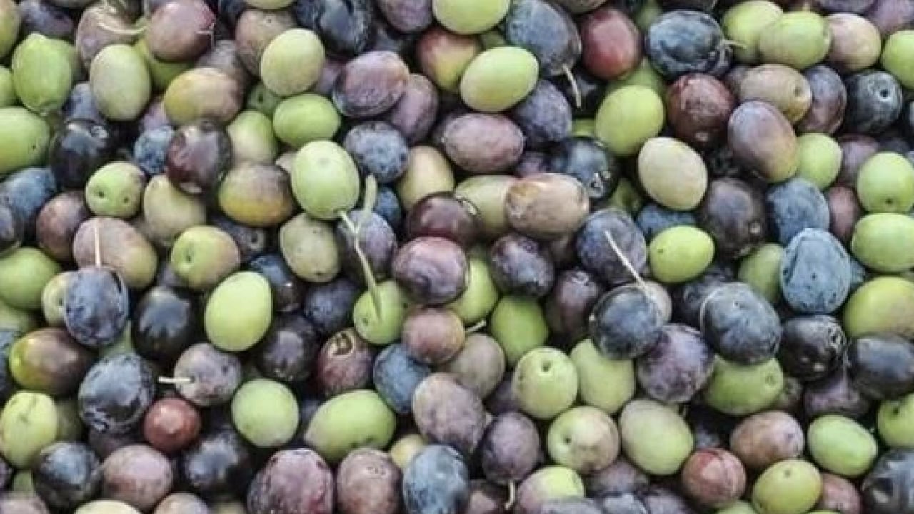 Foto - Salamura işleminden geçse bile... En sağlıklı zeytin açıklandı: Siyah mı yeşil mi tartışması bitti