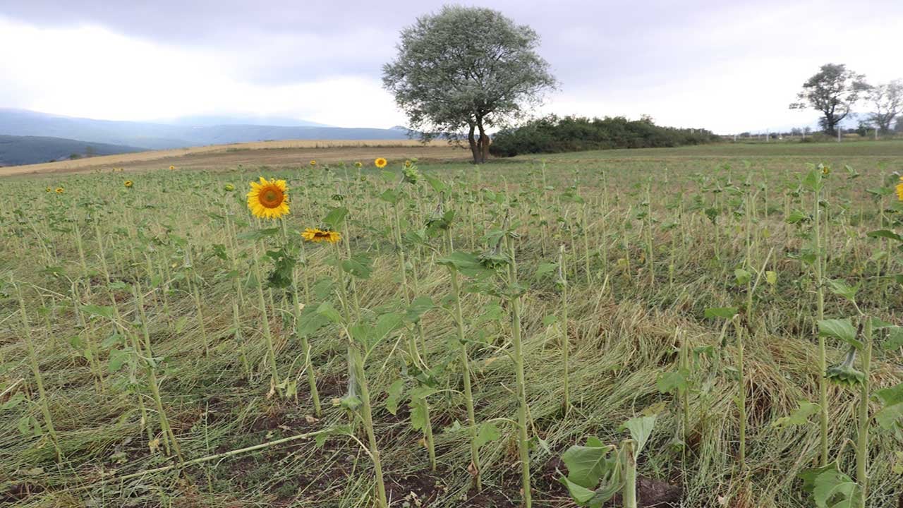 Foto - Samsun’da dolu felaketi! 40 bin dekar tarım arazisi yerle bir oldu!