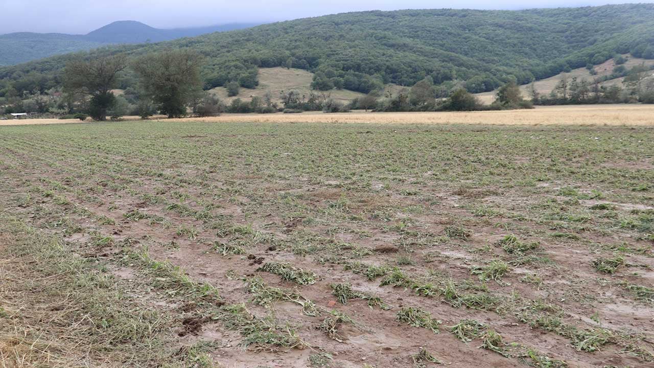 Foto - Samsun’da dolu felaketi! 40 bin dekar tarım arazisi yerle bir oldu!