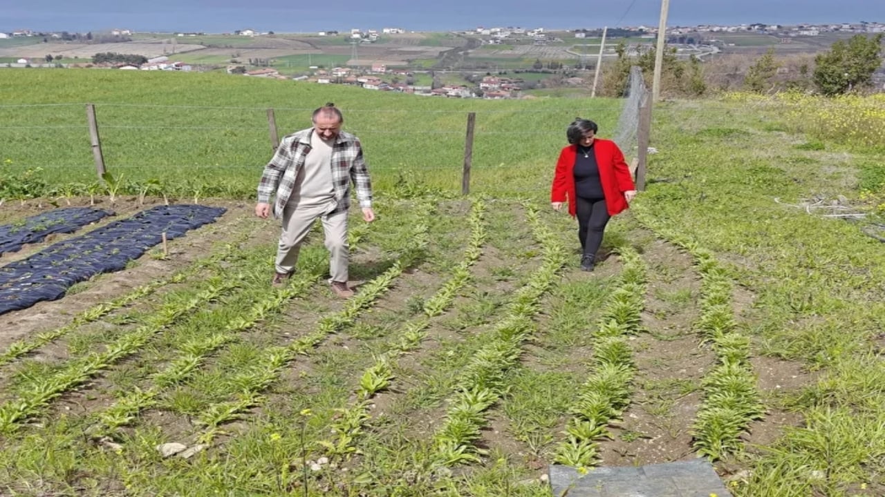 Foto - Samsun’un "ak hazinesi" topraktan fışkırıyor: 50 metrekarelik alanda 600 tane ile başladılar, şimdi taleplere yetişemiyorlar