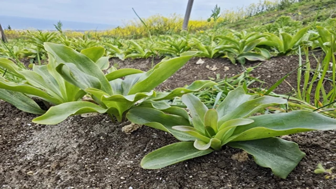 Foto - Samsun’un "ak hazinesi" topraktan fışkırıyor: 50 metrekarelik alanda 600 tane ile başladılar, şimdi taleplere yetişemiyorlar