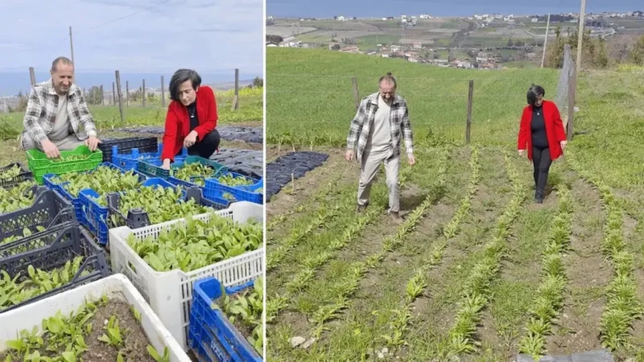 Samsun’un "ak hazinesi" topraktan fışkırıyor: 50 metrekarelik alanda 600 tane ile başladılar, şimdi taleplere yetişemiyorlar
