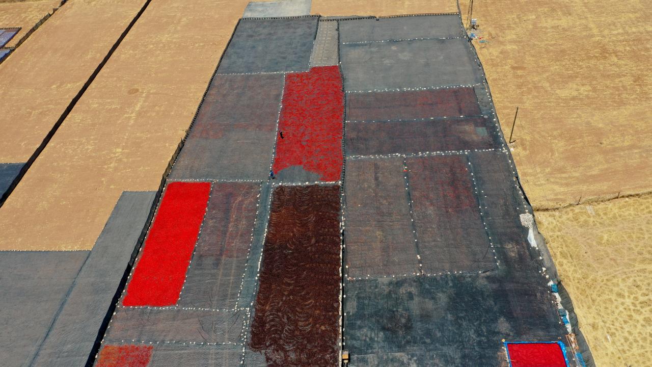 Foto - Şanlıurfa'nın kavurucu sıcağı biberleri lezzetlendiriyor! 45 derecelik sıcakta isot mesaisi