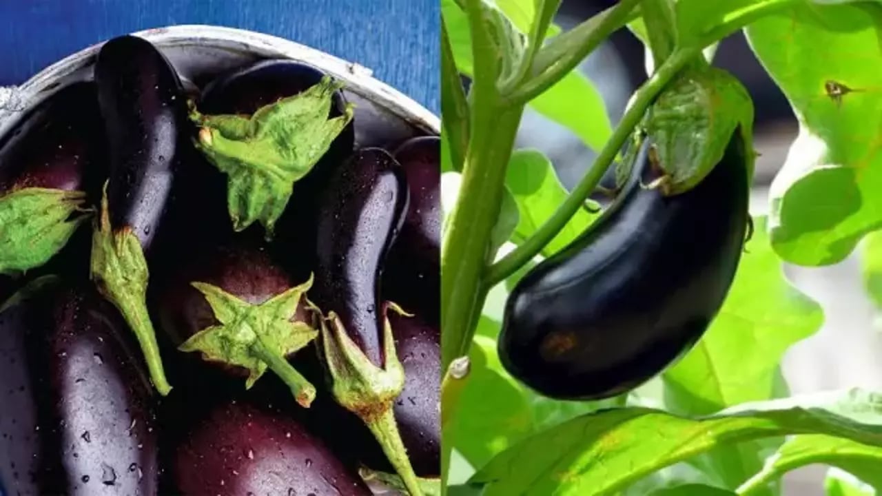 Saplarını çöp diye sakın atmayın! Basura kesin çözüm oluyor, 5 gün içinde hemoroidi bitiriyor! Suyu metabolizmayı hızlandırıyor