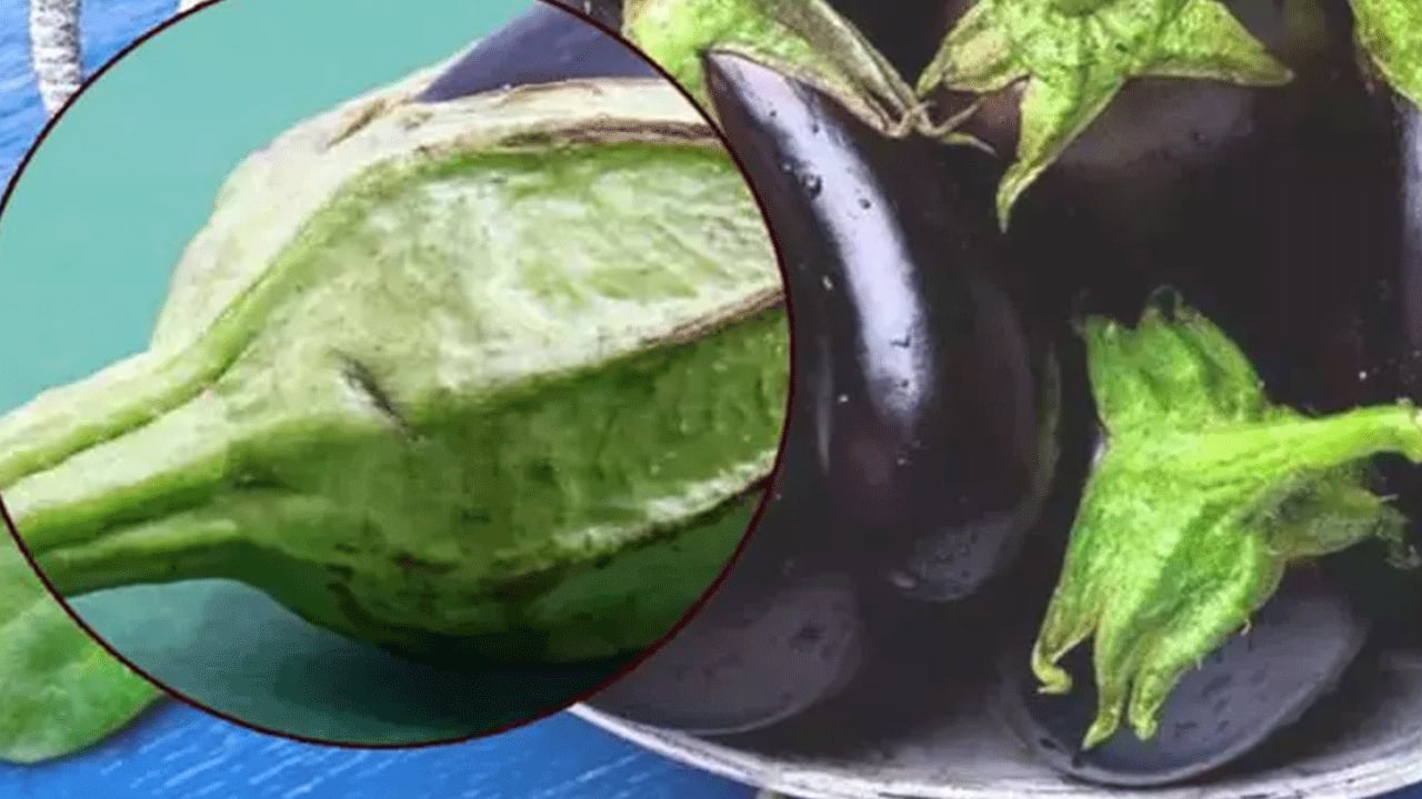 Foto - Saplarını çöp diye sakın atmayın! Basura kesin çözüm oluyor, 5 gün içinde hemoroidi bitiriyor! Suyu metabolizmayı hızlandırıyor