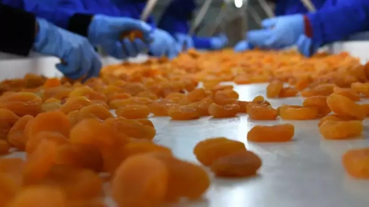 Foto - 'Sarı altın' için beklenmedik gelişme: Avustralya Türkiye'den kopyalayıp üretmeye başladı