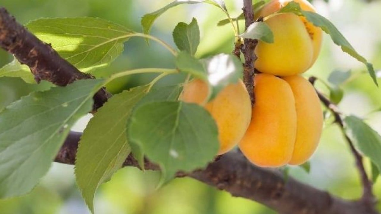 Foto - 'Sarı altın' için beklenmedik gelişme: Avustralya Türkiye'den kopyalayıp üretmeye başladı