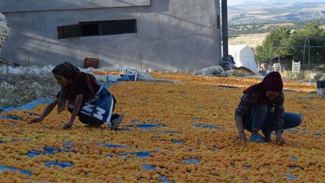 Foto - 'Sarı altın' için beklenmedik gelişme: Avustralya Türkiye'den kopyalayıp üretmeye başladı