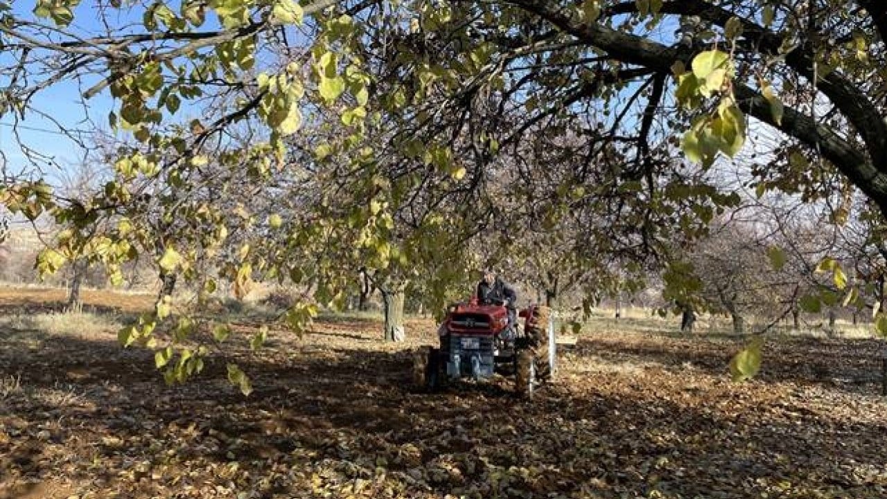 Foto - 'Sarı altın' için beklenmedik gelişme: Avustralya Türkiye'den kopyalayıp üretmeye başladı