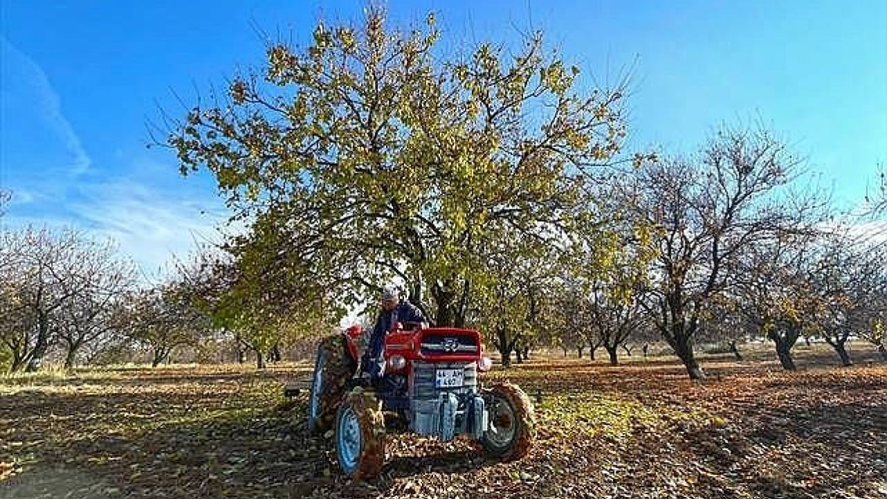 Foto - 'Sarı altın' için beklenmedik gelişme: Avustralya Türkiye'den kopyalayıp üretmeye başladı