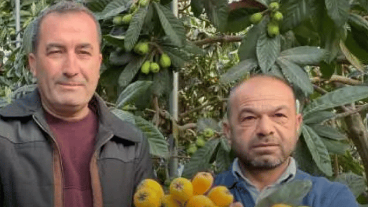 Sarı altının hasadı başladı! Dubai'ye gitmek için gün sayıyor!