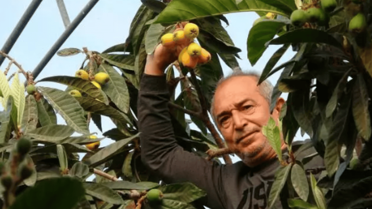 Foto - Sarı altının hasadı başladı! Dubai'ye gitmek için gün sayıyor!