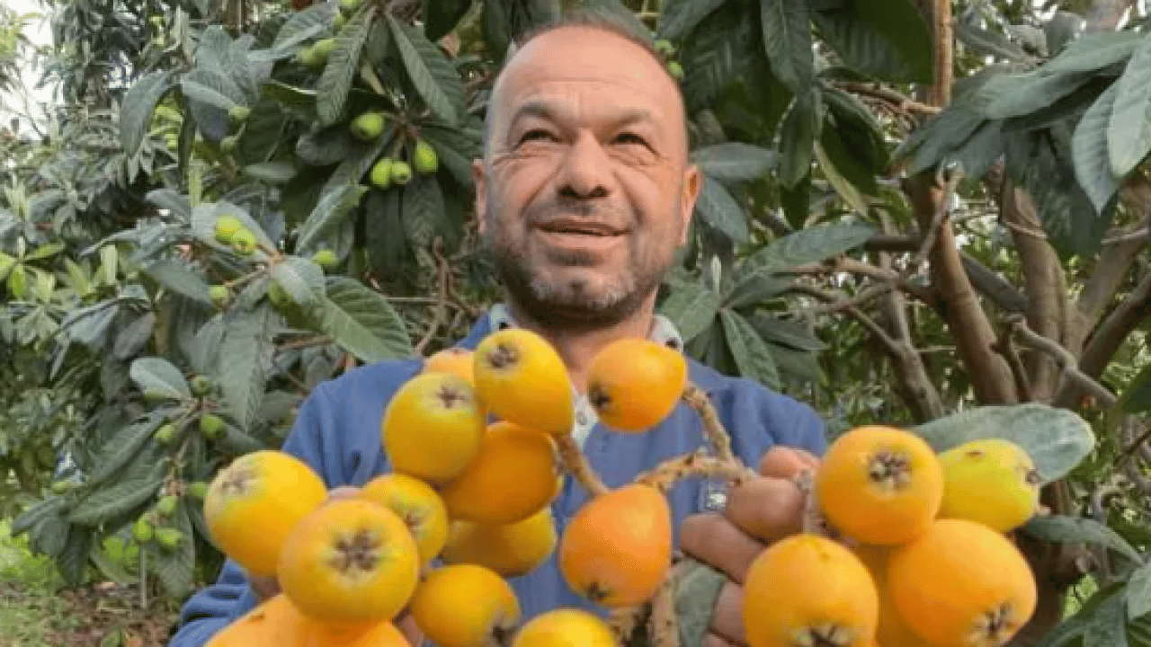 Foto - Sarı altının hasadı başladı! Dubai'ye gitmek için gün sayıyor!