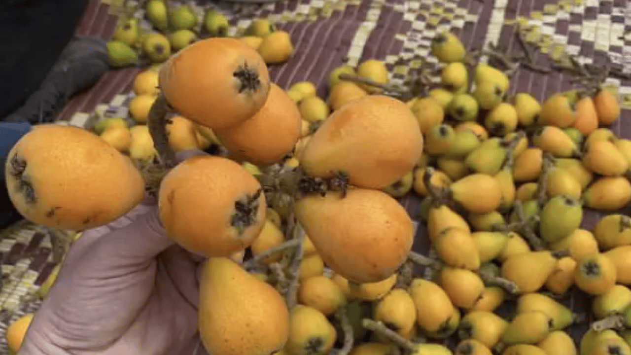 Foto - Sarı altının hasadı başladı! Dubai'ye gitmek için gün sayıyor!