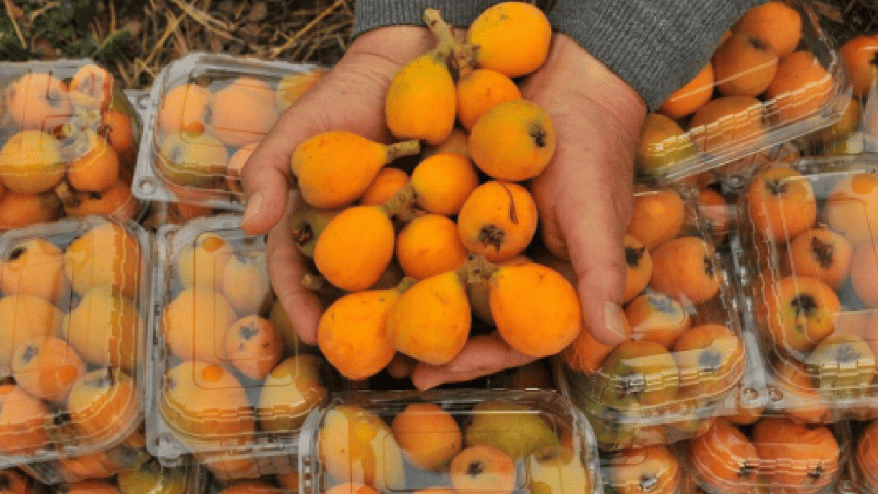 Foto - Sarı altının hasadı başladı! Dubai'ye gitmek için gün sayıyor!