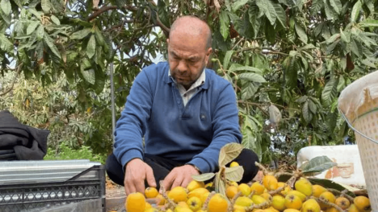 Foto - Sarı altının hasadı başladı! Dubai'ye gitmek için gün sayıyor!