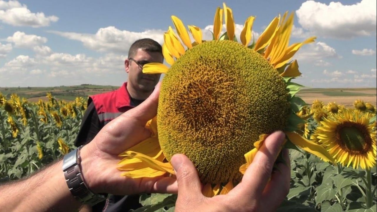 Foto - Sarı gelinde beklenti büyük