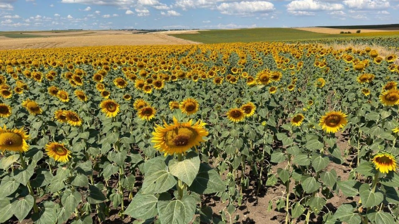 Foto - Sarı gelinde beklenti büyük