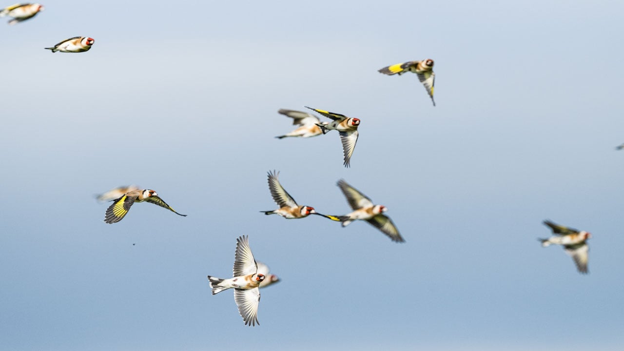 Foto - Sarı kanatlar kırlara renk kattı! Bursa’da saka kuşları görsel şölen sundu