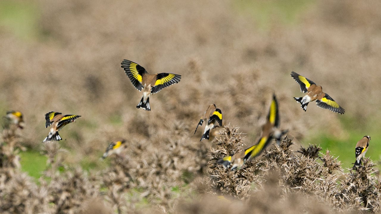 Foto - Sarı kanatlar kırlara renk kattı! Bursa’da saka kuşları görsel şölen sundu