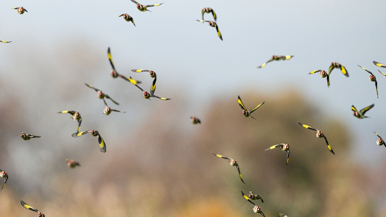 Foto - Sarı kanatlar kırlara renk kattı! Bursa’da saka kuşları görsel şölen sundu