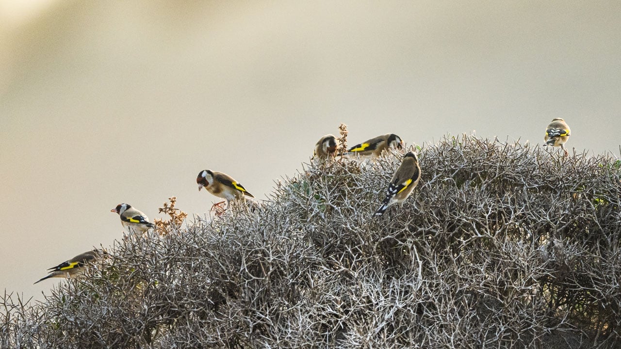 Foto - Sarı kanatlar kırlara renk kattı! Bursa’da saka kuşları görsel şölen sundu