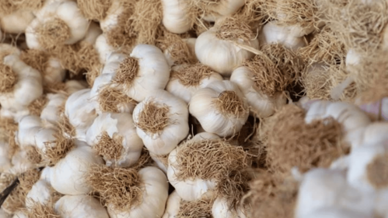 Foto - Sarımsak üretiminde çalışacak işçilerin yevmiyeleri açıklandı