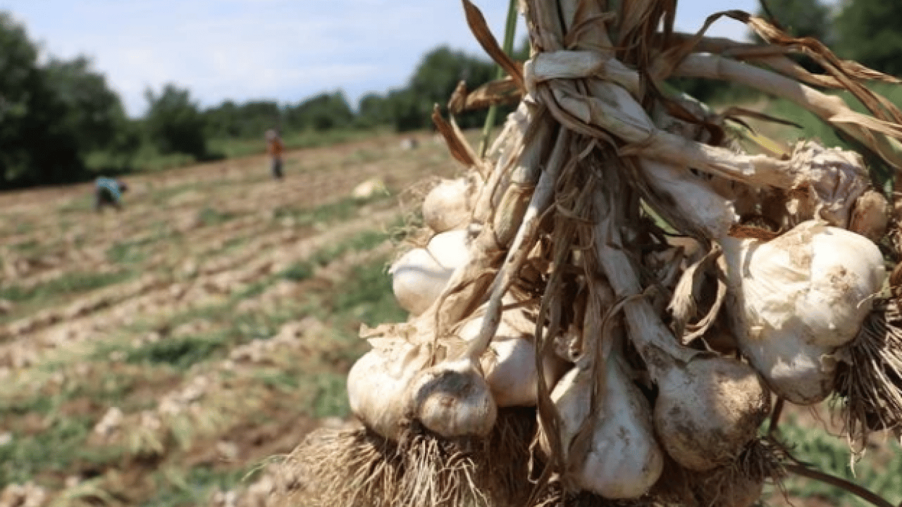Foto - Sarımsak üretiminde çalışacak işçilerin yevmiyeleri açıklandı
