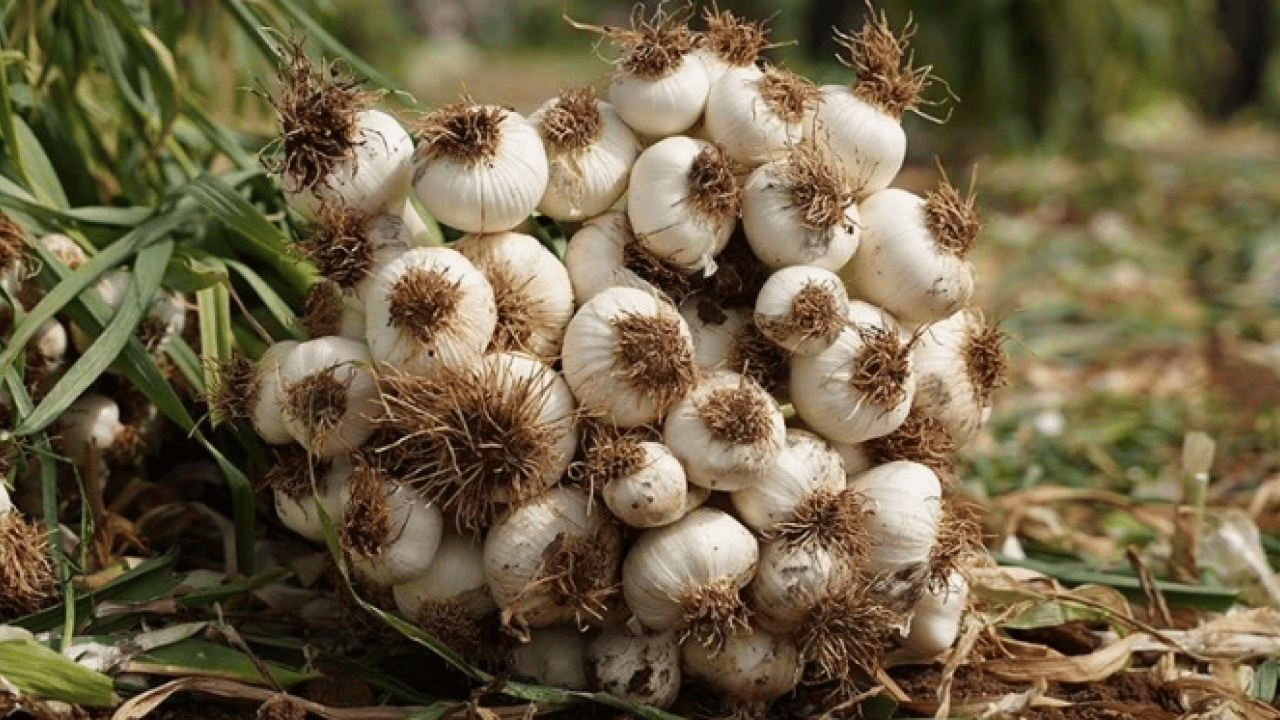 Foto - Sarımsak üretiminde çalışacak işçilerin yevmiyeleri açıklandı