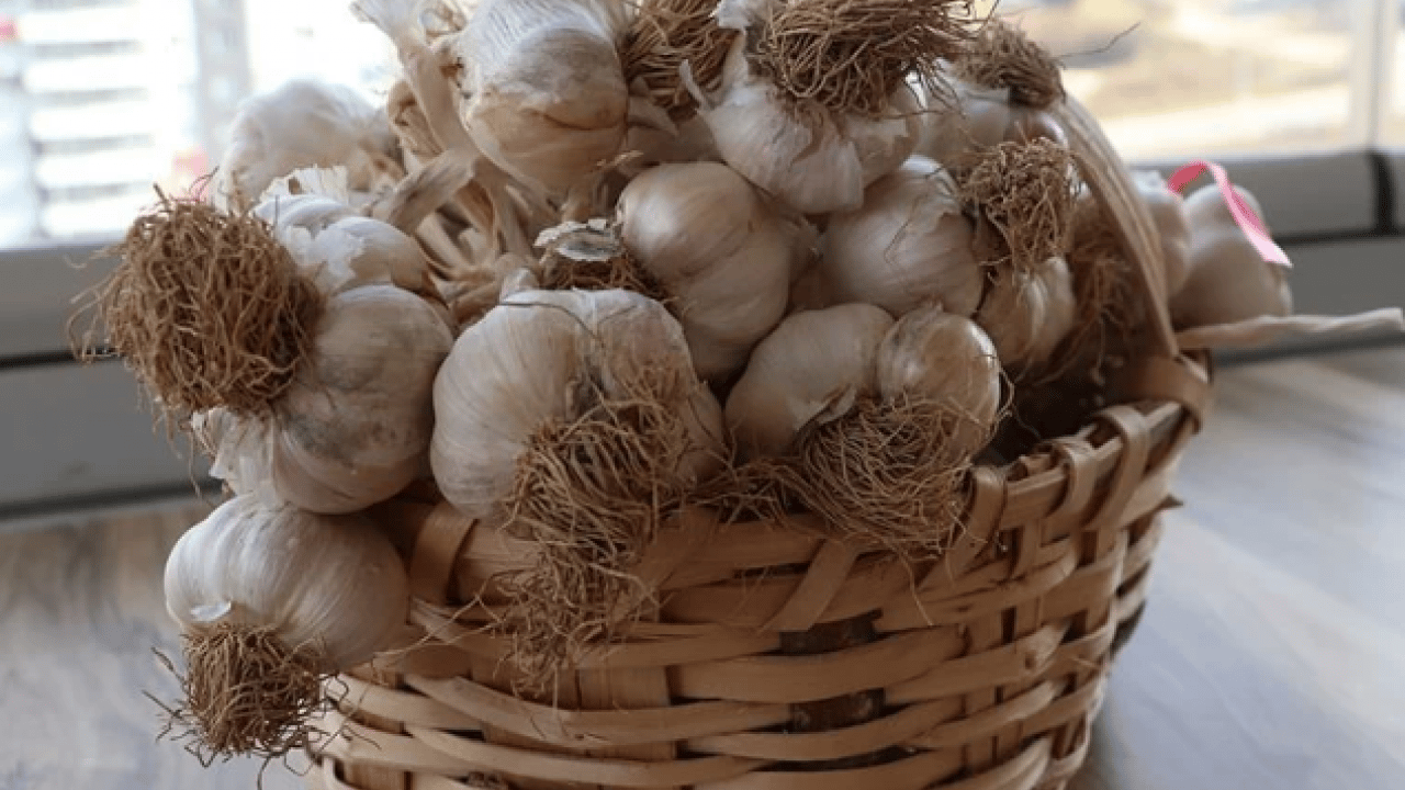 Foto - Sarımsak üretiminde çalışacak işçilerin yevmiyeleri açıklandı