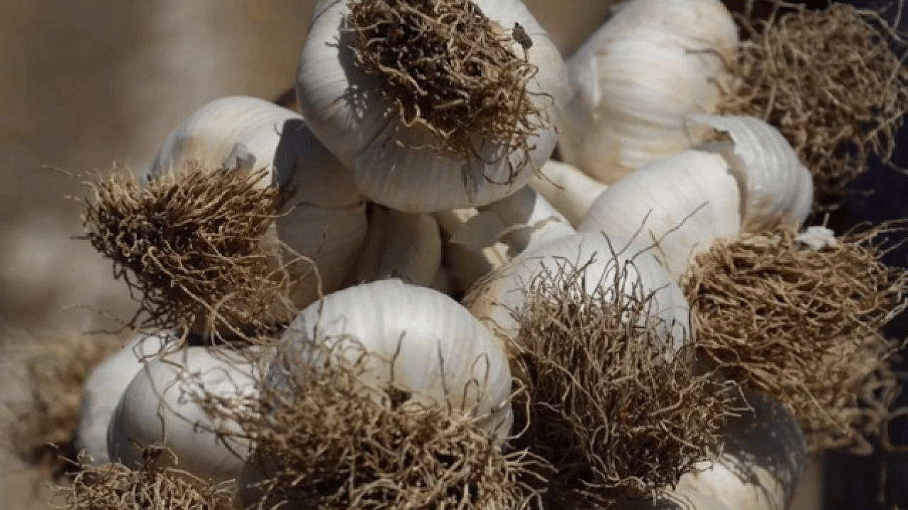 Foto - Sarımsak üretiminde çalışacak işçilerin yevmiyeleri açıklandı
