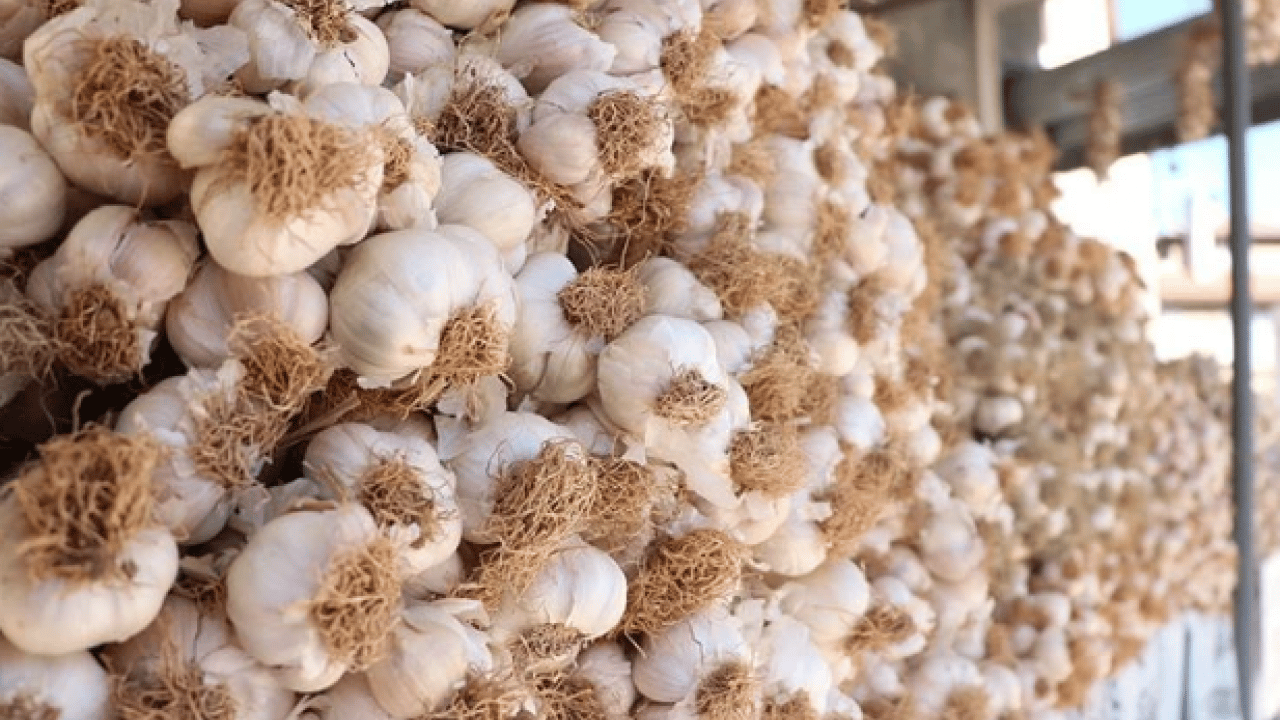 Foto - Sarımsak üretiminde çalışacak işçilerin yevmiyeleri açıklandı