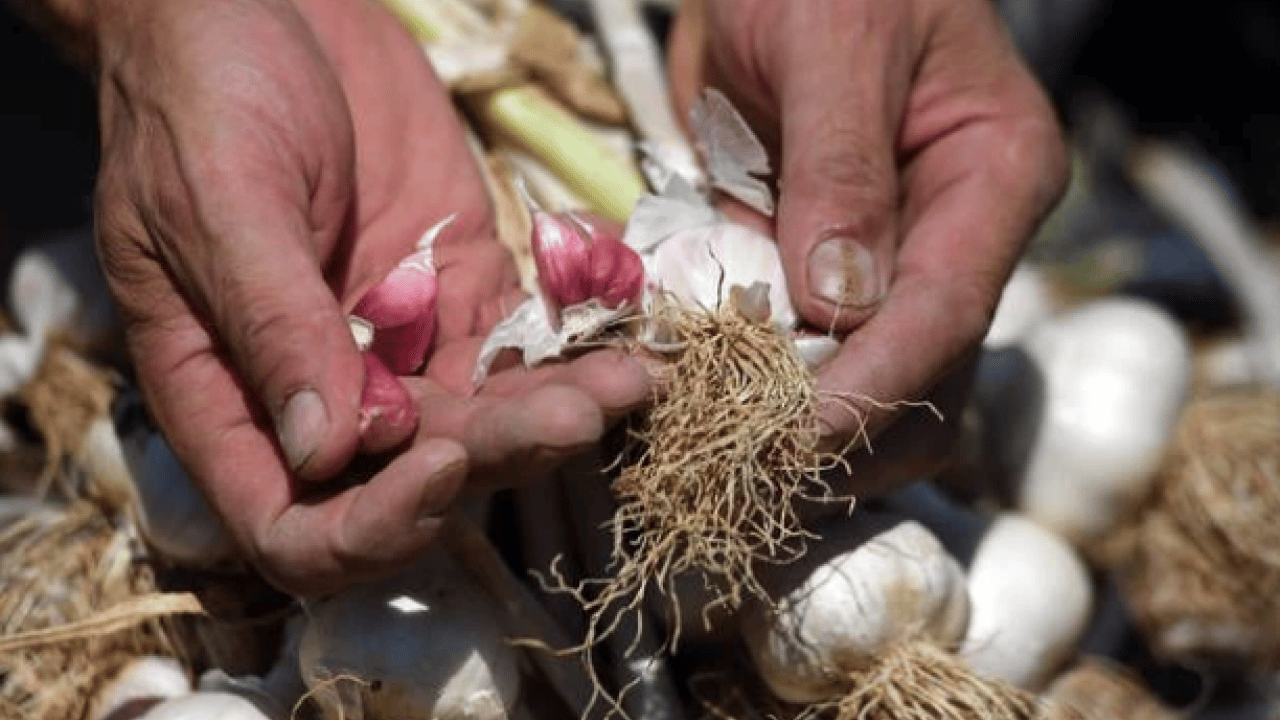 Foto - Sarımsak üretiminde çalışacak işçilerin yevmiyeleri açıklandı