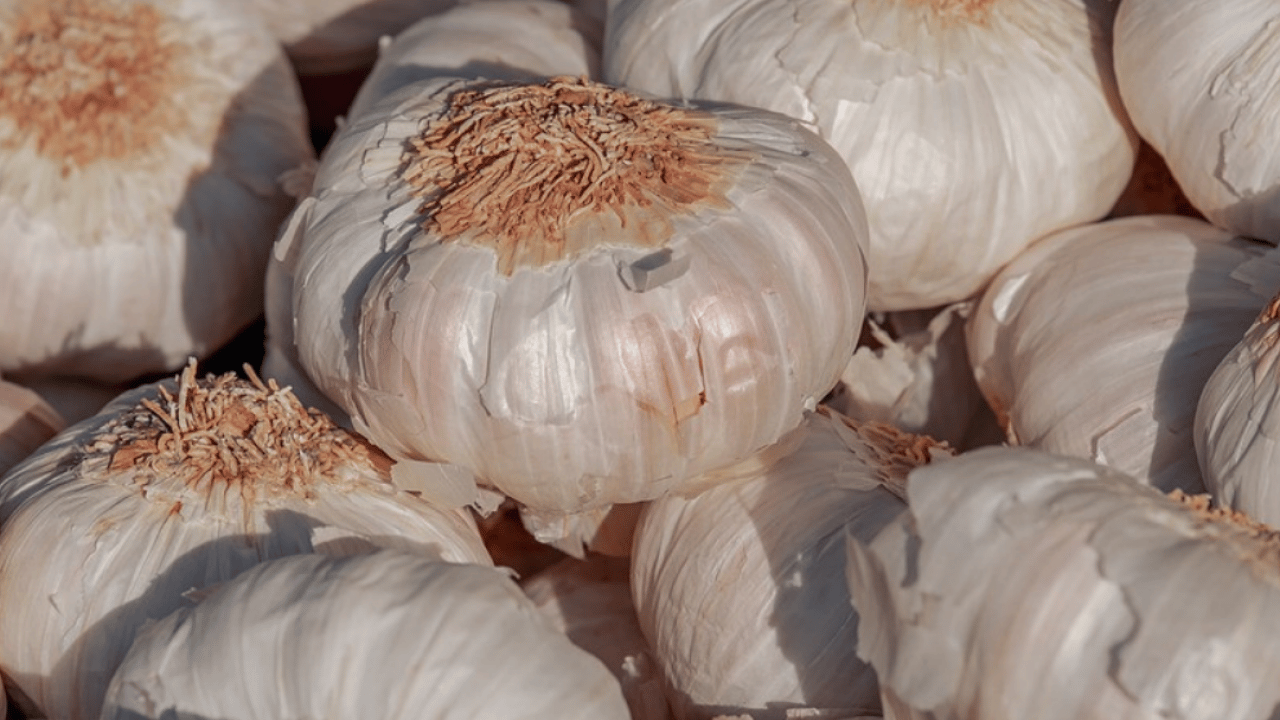Foto - Sarımsakları çürütmeden aylarca saklamanın 5 yolu: Deneyen memnun kalıyor! İçi hemen boşalıyorsa çözümü kolay
