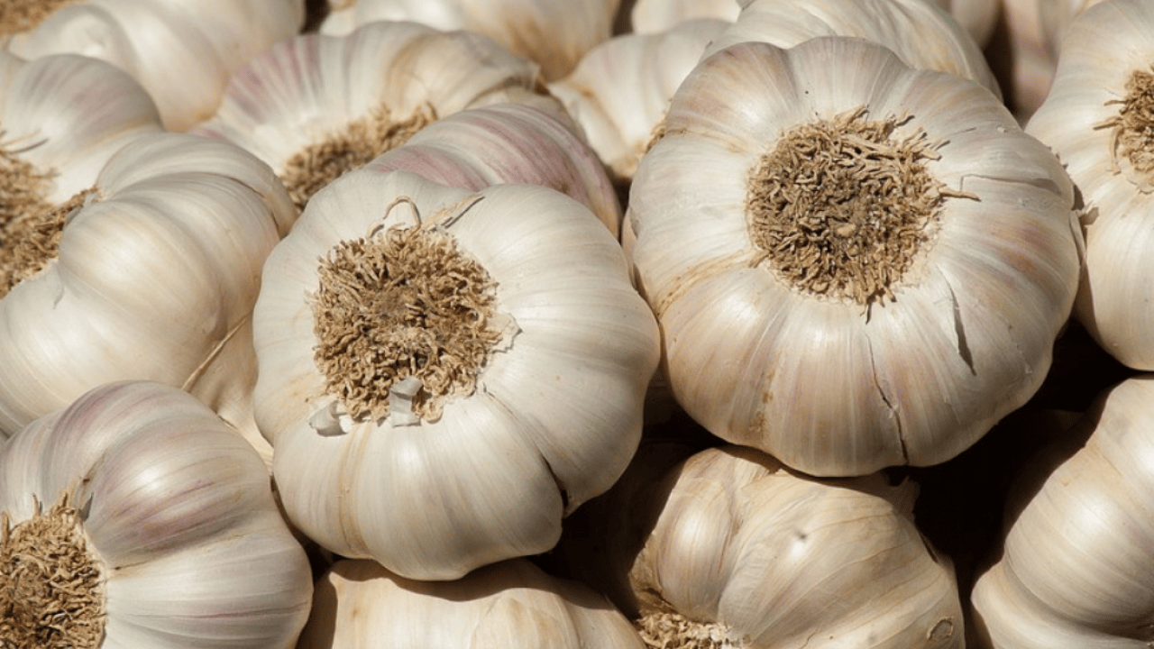 Foto - Sarımsakları çürütmeden aylarca saklamanın 5 yolu: Deneyen memnun kalıyor! İçi hemen boşalıyorsa çözümü kolay