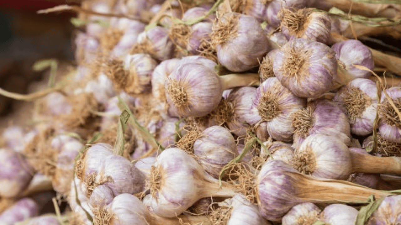 Sarımsakları çürütmeden aylarca saklamanın 5 yolu: Deneyen memnun kalıyor! İçi hemen boşalıyorsa çözümü kolay