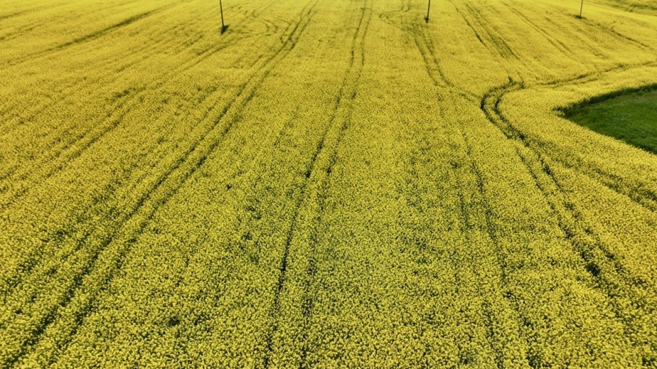 Foto - Sarıya boyandı! Kanola tarlaları görsel şölen sunuyor