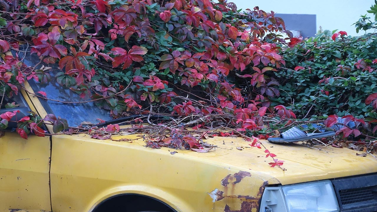 Foto - Sarmaşıklar otomobili tamamen yuttu! İzmir’de 8 yıldır park halindeki aracı görenler şaştı kaldı