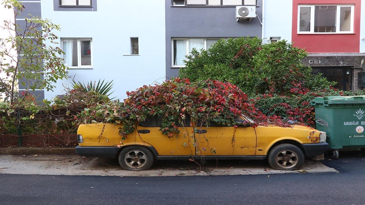 Foto - Sarmaşıklar otomobili tamamen yuttu! İzmir’de 8 yıldır park halindeki aracı görenler şaştı kaldı