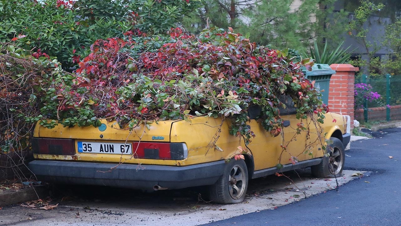 Foto - Sarmaşıklar otomobili tamamen yuttu! İzmir’de 8 yıldır park halindeki aracı görenler şaştı kaldı
