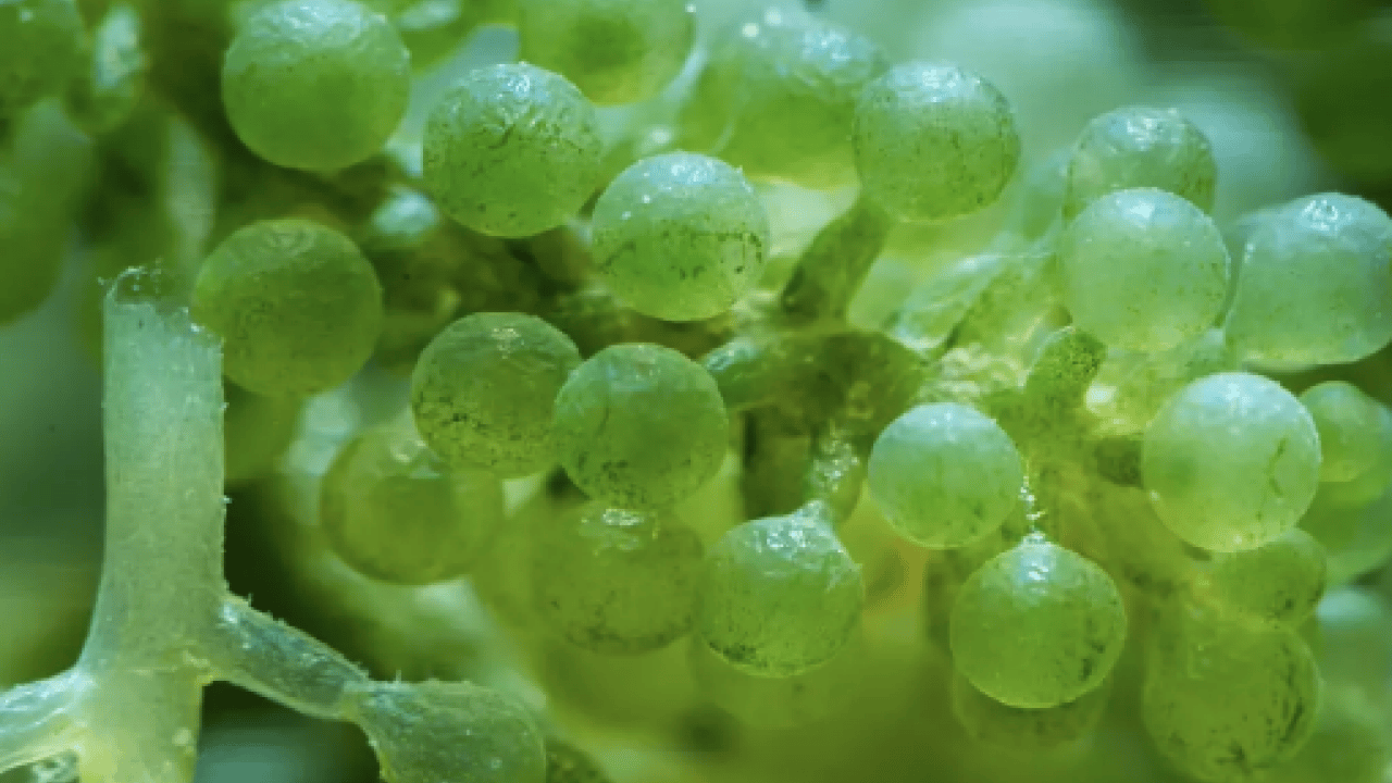 Foto - Şaşırtan ayrıntılar... Brokoliden 5 kat faydalı: Demir deposu yeşil süper güç sofrada