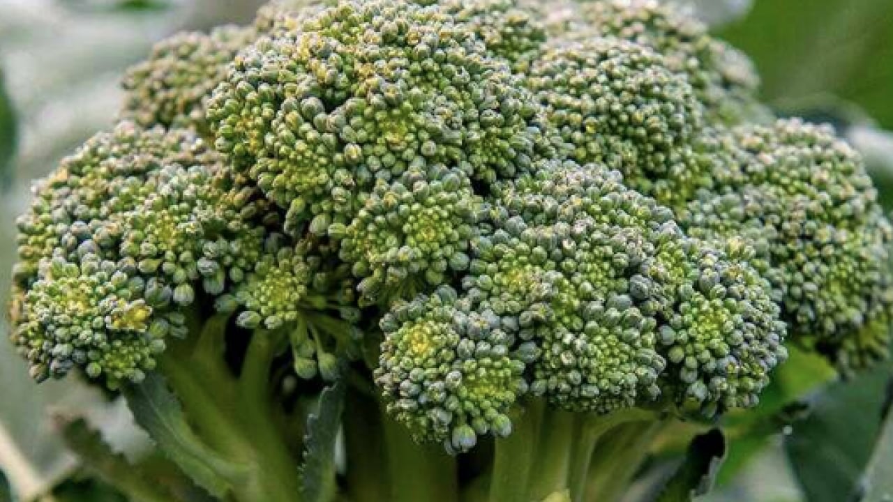 Foto - Şaşırtan ayrıntılar... Brokoliden 5 kat faydalı: Demir deposu yeşil süper güç sofrada