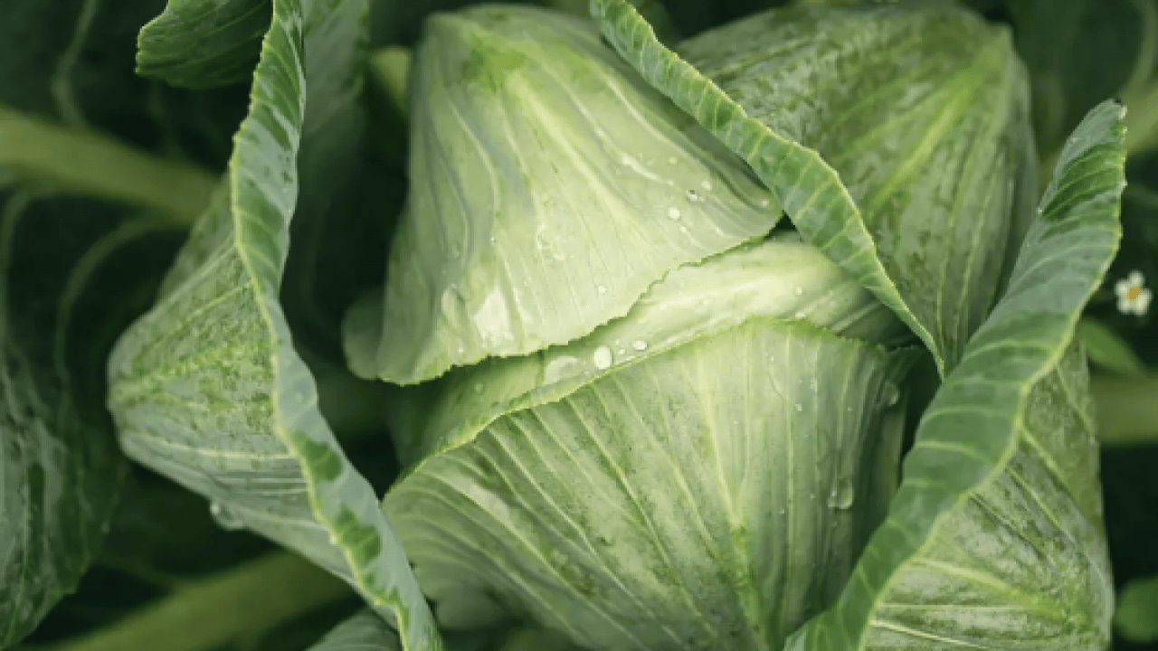 Foto - Şaşırtan ayrıntılar... Brokoliden 5 kat faydalı: Demir deposu yeşil süper güç sofrada