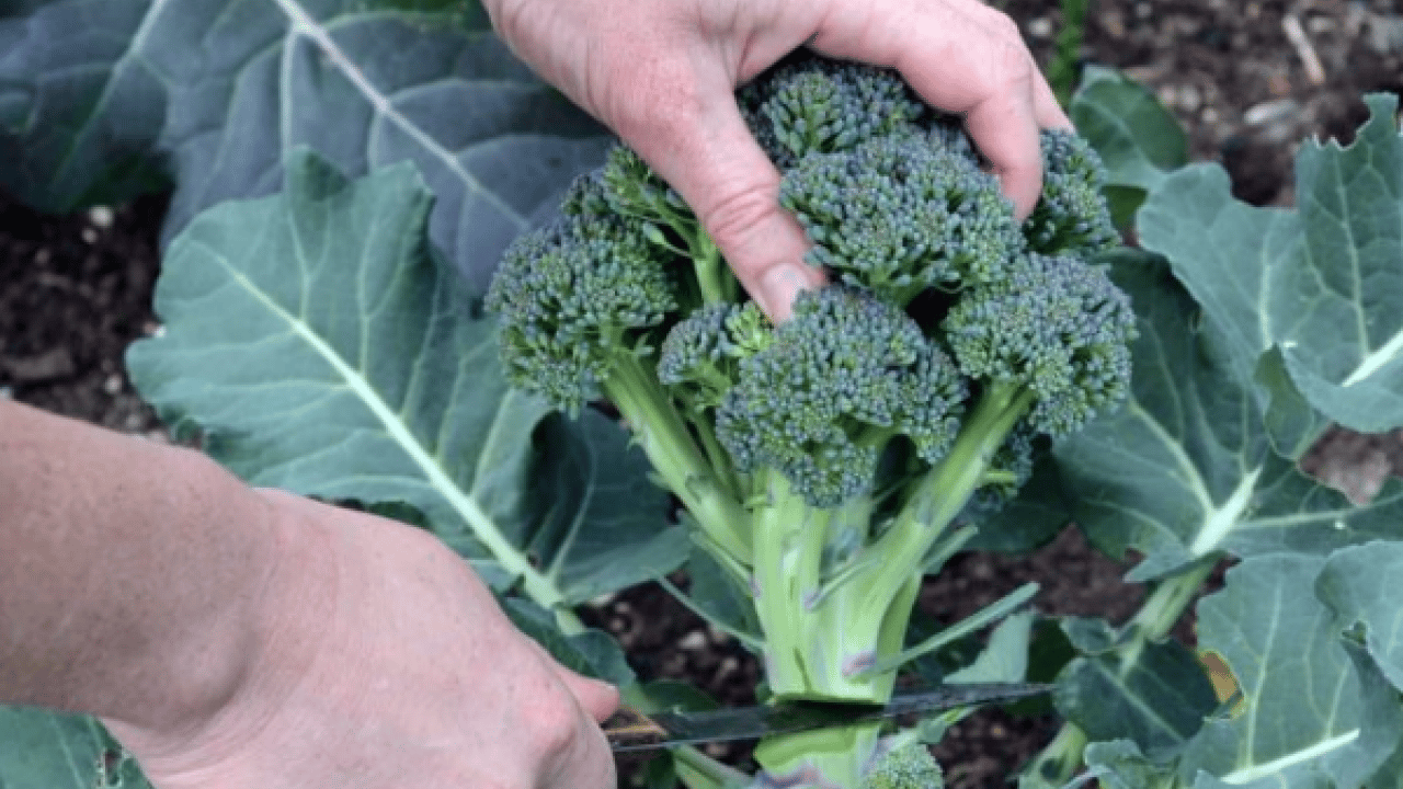 Şaşırtan ayrıntılar... Brokoliden 5 kat faydalı: Demir deposu yeşil süper güç sofrada