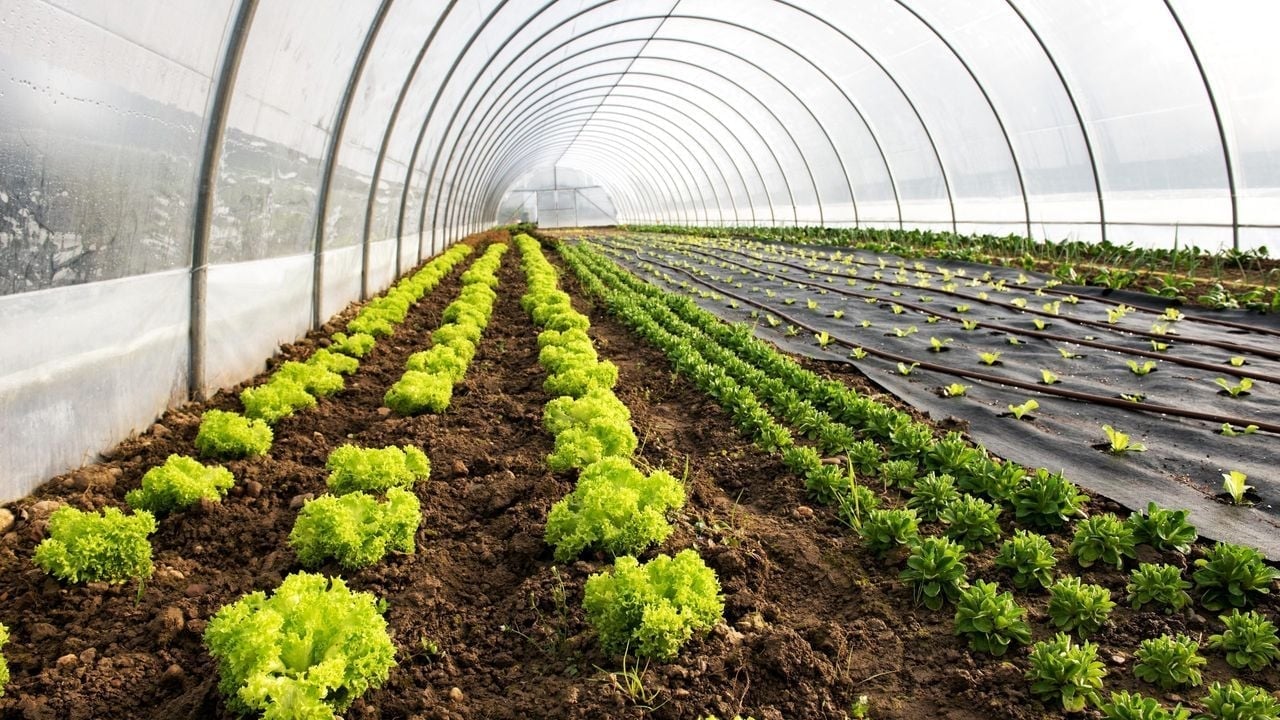 Foto - "Satarsam şerefsizim" diyen İzmirli çiftçiye büyük şok! Neye uğradığını şaşırdı