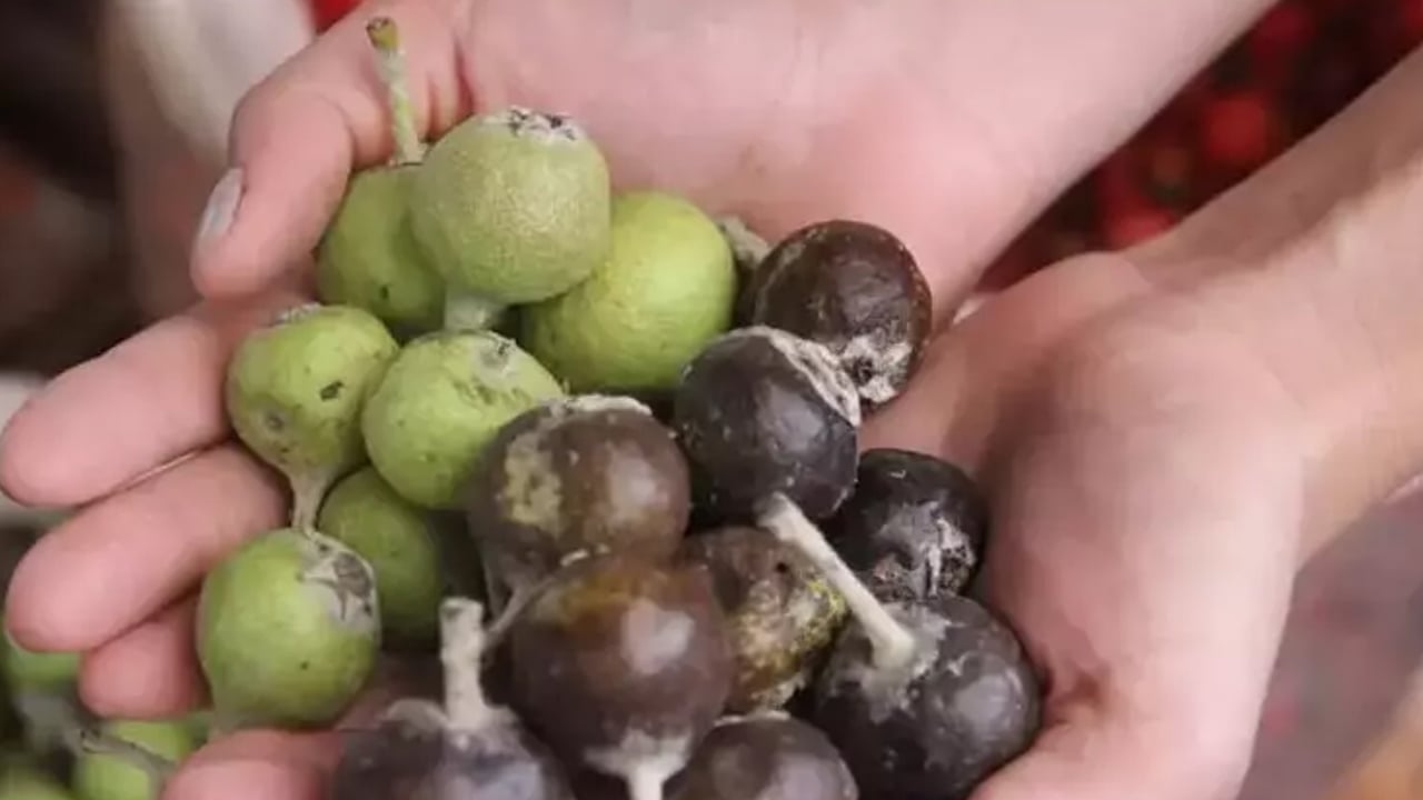 Foto - Satışlar patladı, talep çok! Ahlat meyvesi çare olur: Büyük ilgi olmasının nedeni bakın ne? Faydaları ve zararları neler oluyor?