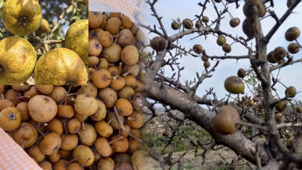 Foto - Satışlar patladı, talep çok! Ahlat meyvesi çare olur: Büyük ilgi olmasının nedeni bakın ne? Faydaları ve zararları neler oluyor?